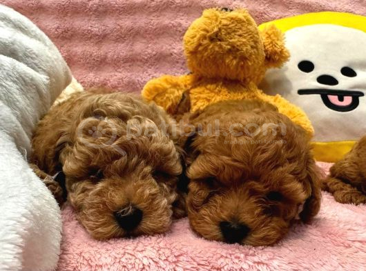 Fransız Toy Poodle Yavruları görsel