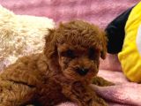 Fransız Toy Poodle Yavruları