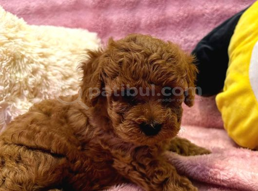 Fransız Toy Poodle Yavruları görsel