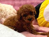 Fransız Toy Poodle Yavruları