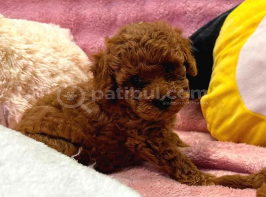 Fransız Toy Poodle Yavruları görsel