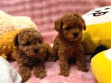 Fransız Toy Poodle Yavruları