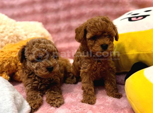 Fransız Toy Poodle Yavruları görsel