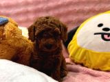 Fransız Toy Poodle Yavruları
