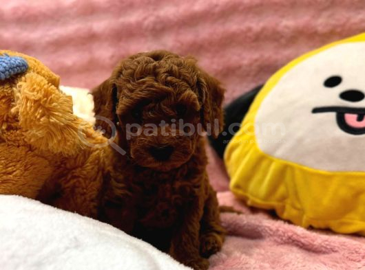 Fransız Toy Poodle Yavruları görsel