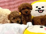 Fransız Toy Poodle Yavruları
