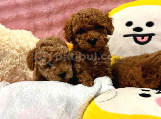 Fransız Toy Poodle Yavruları görsel