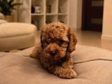 Fransız toy poodle yavruları