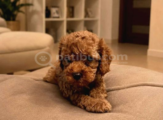Fransız toy poodle yavruları