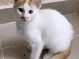 ÜÇ AYLIK YAVRU ERKEK ÜCRETSİZ