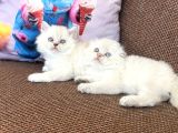 Kalite arayanlara bebekler