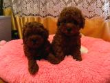 Görüntülü Arama Irk Garantili Aşılı Toy Poodle Bebekler