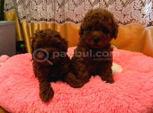 Görüntülü Arama Irk Garantili Aşılı Toy Poodle Bebekler görsel