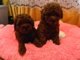 Görüntülü Arama Irk Garantili Aşılı Toy Poodle Bebekler