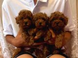 Görüntülü Arama Irk Garantili Aşılı Toy Poodle Bebekler