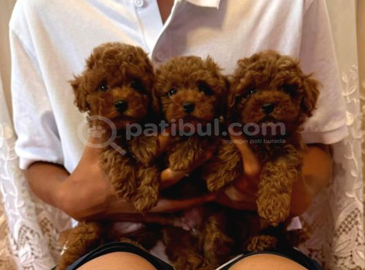 Görüntülü Arama Irk Garantili Aşılı Toy Poodle Bebekler görsel