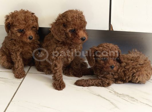 Red Toy Poodle görsel