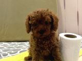 Red Toy Poodle