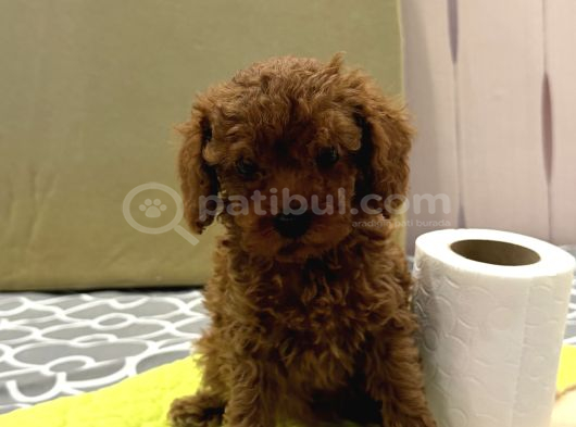 Red Toy Poodle görsel