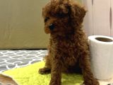 Red toy poodle