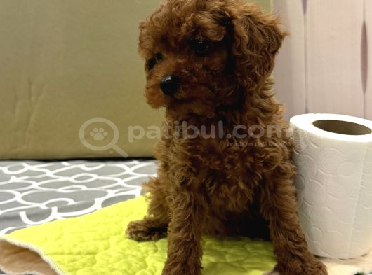 Red toy poodle