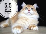Ergen Erkekler