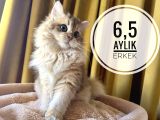 Ergen Erkekler