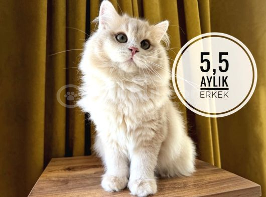 Ergen erkekler