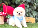 Orjinal Teacüp Pomeranian