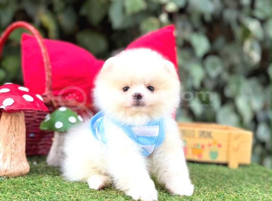 Orjinal Teacüp Pomeranian görsel