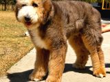 Bernedoodle