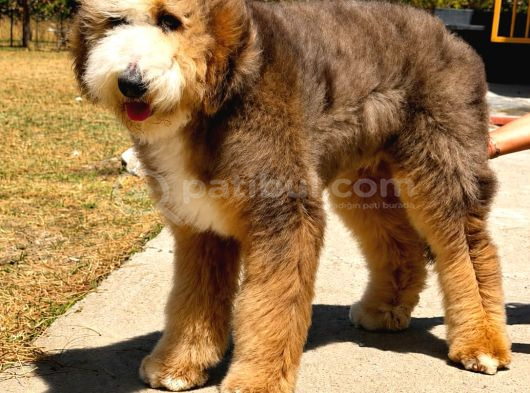 Bernedoodle görsel