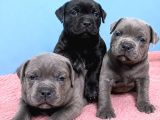 Staffordshire Bull Terrier Yasal Belgeli Teslim