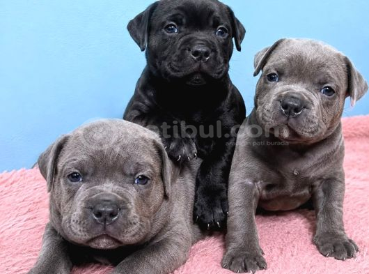 Staffordshire Bull Terrier Yasal Belgeli Teslim görsel
