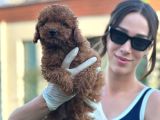 Irk Garantili Toy Poodle Bebekler
