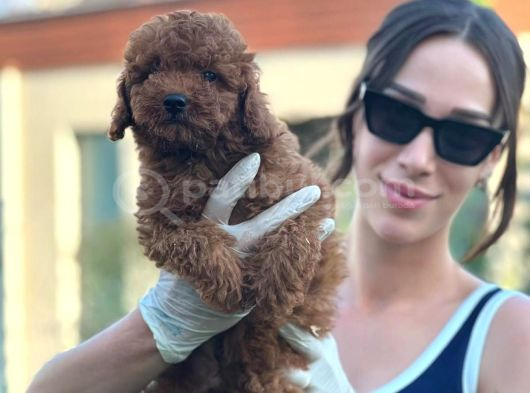 Irk Garantili Toy Poodle Bebekler görsel