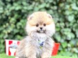 Orjinal Pomeranian Boo