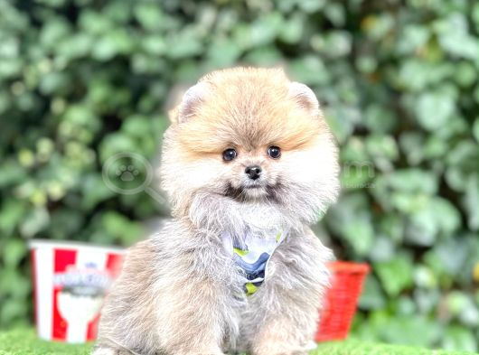 Orjinal Pomeranian Boo görsel