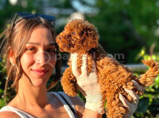 Irk Garantili Toy Poodle Bebekler görsel