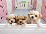 SCRli Safkan Poodle Babadan Ev Üretimi F3 Maltipoo Yavrular