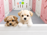 Scrli Safkan Poodle Babadan Ev Üretimi F3 Maltipoo Yavrular