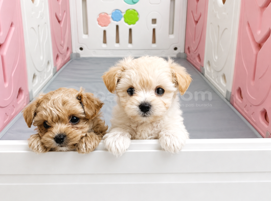 Scrli Safkan Poodle Babadan Ev Üretimi F3 Maltipoo Yavrular görsel