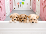 Scrli Safkan Poodle Babadan Ev Üretimi F3 Maltipoo Yavrular