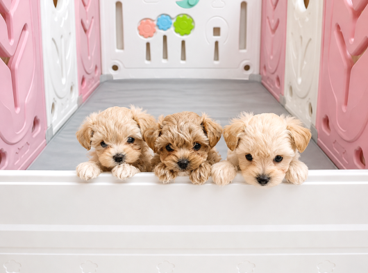 Scrli Safkan Poodle Babadan Ev Üretimi F3 Maltipoo Yavrular görsel