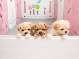 Scrli Safkan Poodle Babadan Ev Üretimi F3 Maltipoo Yavrular