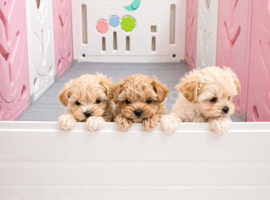 Scrli Safkan Poodle Babadan Ev Üretimi F3 Maltipoo Yavrular görsel