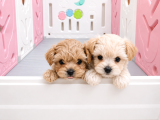 Scrli Safkan Poodle Babadan Ev Üretimi F3 Maltipoo Yavrular