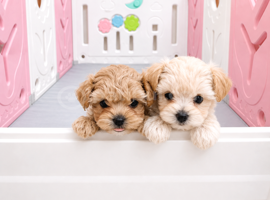 Scrli Safkan Poodle Babadan Ev Üretimi F3 Maltipoo Yavrular görsel