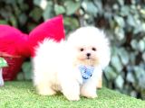 Orjinal Teacüp Pomeranian Boo