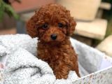 Kif Fci A Secereli Toy Poodle Yavrularımız